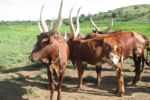 Animal Products – Milk