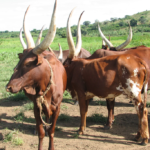Animal Products – Milk
