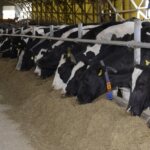 Animal Products – Milk - Image 3
