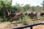 Animal Products – Milk - Image 2
