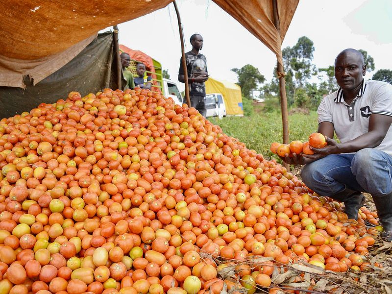 Farmer with harvested tomatoes in Uganda